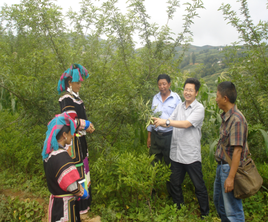 西大教授、中國(guó)魔芋協(xié)會(huì)會(huì)長(zhǎng)張盛林（右一）在金陽(yáng)林下白魔芋